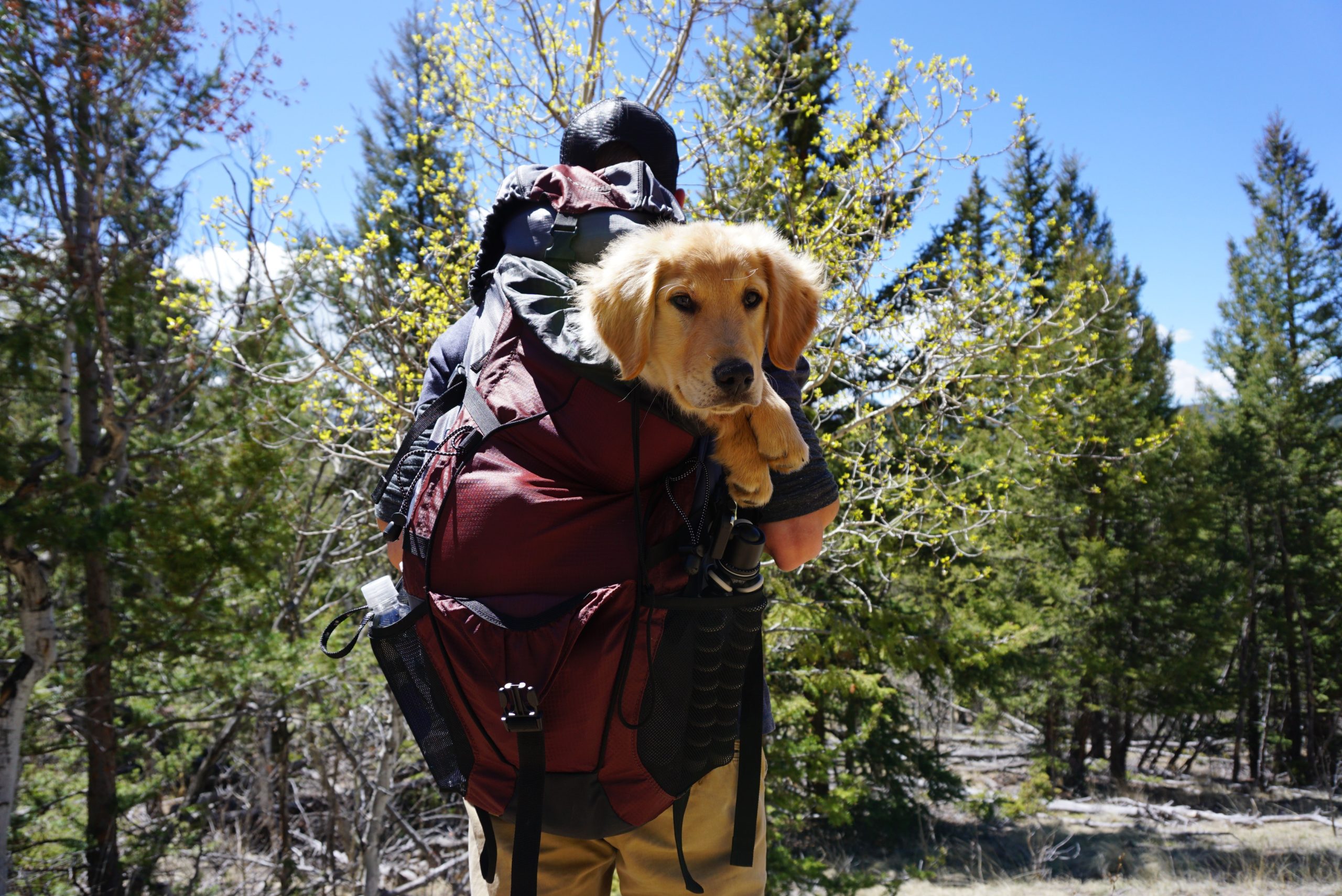 Man taking a hike with dog in backpack